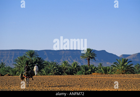 Un ragazzo su donkey trasportare acqua dal fiume al suo villaggio con suo padre all'avanguardia. Sud del Marocco Foto Stock