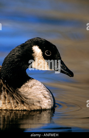 Canada goose (Branta canadensis) ritratto, Ontario, Canada. Foto Stock