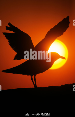 Grande nero-backed Gull (Larus marinus) stagliano al tramonto, Canada. Foto Stock