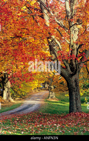 Alberi di acero in autunno fogliame, Porto Williams, Nova Scotia, Canada. Foto Stock