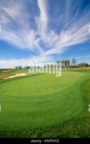 La lince a Stratford-upon-Avon, campo da golf, Fredericton, New Brunswick, Canada. Foto Stock