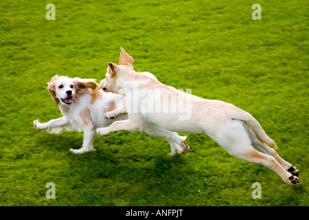 Il Labrador Golden Retriever e Cavalier King Charles Spaniel cuccioli correre e giocare in un parco, Vancouver, British Columbia, Foto Stock