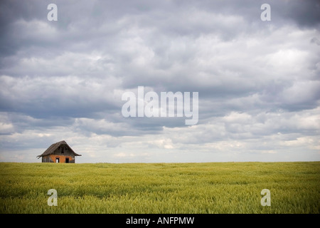 Campo di orzo e fattoria abbandonata, Raymore, Saskatchewan, Canada. Foto Stock