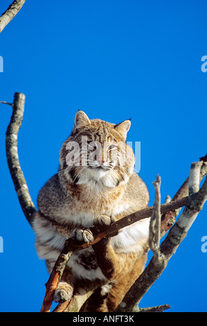 (Felis rufus), Bobcat in appoggio in alberi, Canada. Foto Stock