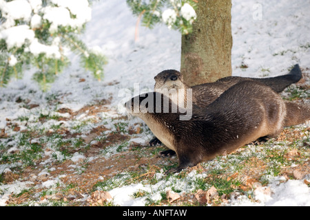 (Lutra canadensis), lontre di fiume esplorando in fresco di neve caduti, Canada. Foto Stock