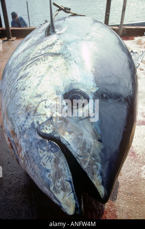 Tonno rosso (Thunnus thynnus), North Lake, Prince Edward Island, Canada. Foto Stock