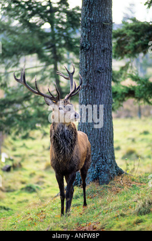 Europeo maschio rosso cervo (Cervus elaphus), Canada. Foto Stock