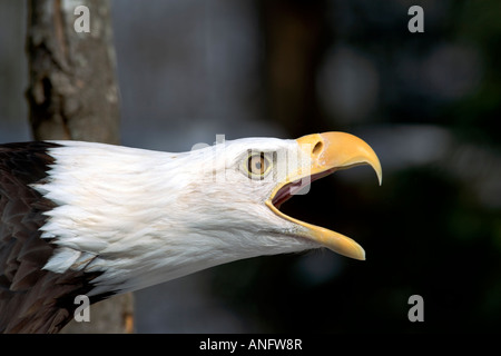Aquila calva, (Haliaeetus leucocephalus), Canada. Foto Stock