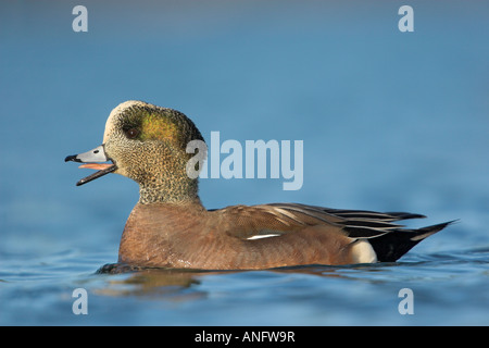 Maschio di American Wigeon duck, British Columbia, Canada. Foto Stock