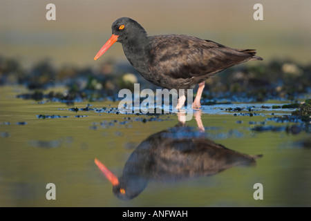 Black Oystercatcher caccia in acque poco profonde, British Columbia, Canada. Foto Stock