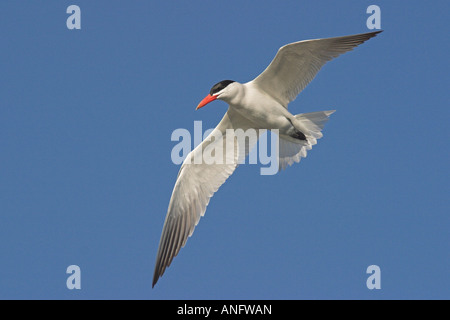 Caspian tern in volo, British Columbia, Canada. Foto Stock