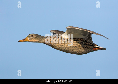 Femmina di Germano reale in volo, British Columbia, Canada. Foto Stock