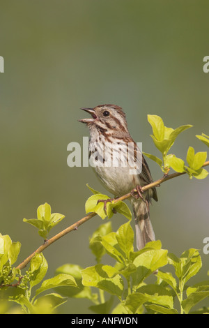 Song Sparrow appollaiato sul ramo di canto, British Columbia, Canada. Foto Stock