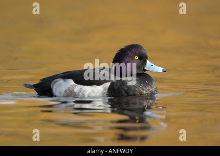 Maschio di Moretta, British Columbia, Canada. Foto Stock