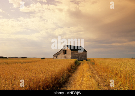 Il vecchio fienile nella molla di maturazione campo di grano, Tiger colline, Manitoba, Canada. Foto Stock