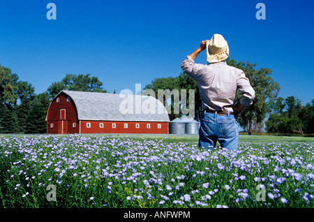 Uomo che guarda su lino in fiore nei pressi di mirto, Manitoba, Canada. Foto Stock