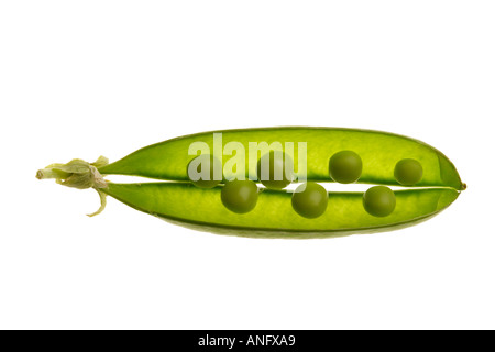 Baccelli di piselli su sfondo bianco Foto Stock