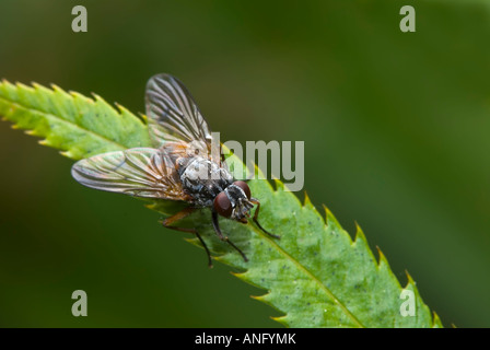 Close up (housefly Musca domestica), Canada. Foto Stock