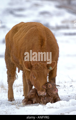 Red Angus (Bos taurus) femmina con vitello neonato. Ella sta di guardia al di sopra del polpaccio nuova il cui mantello è ancora bagnato. Una volta che lecca la Foto Stock