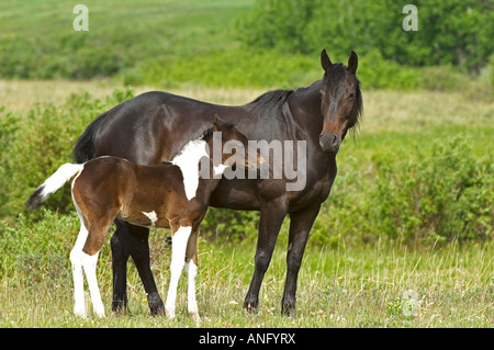 Cavalli (Equus caballus) femmina con vernice puledro, Ranch, southwest Alberta, Canada. Foto Stock