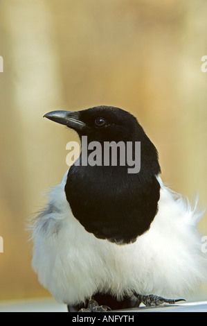 Nero-fatturati Gazza (Pica pica) adulto seduto su di un lato del carrello box. Parco Nazionale dei laghi di Waterton, southwest Alberta, Canad Foto Stock