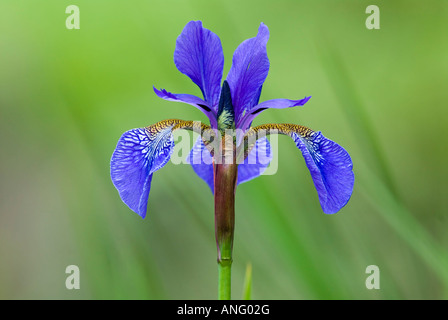 Giapponese (Iris Iris japonica), Canada. Foto Stock
