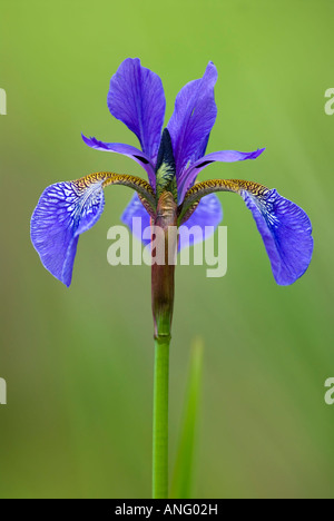 Giapponese (Iris Iris japonica), Canada. Foto Stock