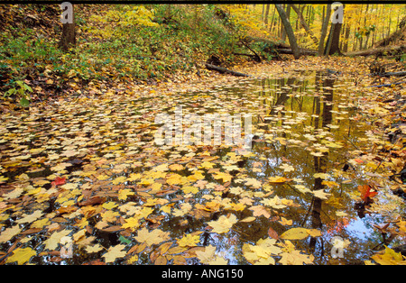 Cadono le foglie in un bosco di latifoglie wetland a Kennekuk County Park Illinois Foto Stock