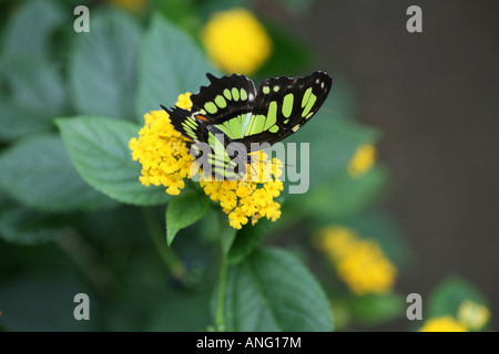 Malachite Butterfly sul fiore Foto Stock