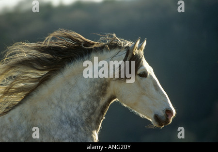 Pura spagnola di razza - Ritratto Foto Stock
