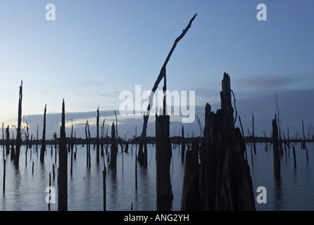 Gli alberi morti in aumento dalle acque del Brokopondo serbatoio nell'interno del Suriname Foto Stock