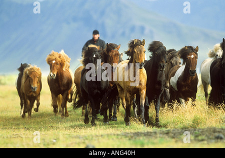 Cavalli islandesi - allevamento sul prato Foto Stock