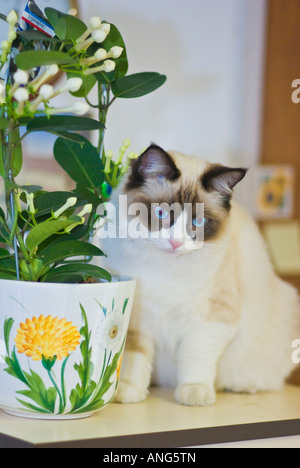 Pericolo di un gattino - una giovane seal bicolor Ragdoll pedigree gattino ha scoperto e stata distratta da una piscina houseplant velenoso per gatti Foto Stock