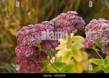 Smerigliati broccoli di fioritura autunnale spectabile sedum in un giardino a metà novembre Foto Stock