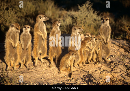 Meerkat (Suricata suricatta) gruppo riscaldamento fino al sole del mattino, Northern Cape, Sud Africa Foto Stock