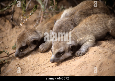 Tre i cuccioli di meerkat (Suricata suricatta) sdraiato a burrow ingresso, Northern Cape, Sud Africa Foto Stock