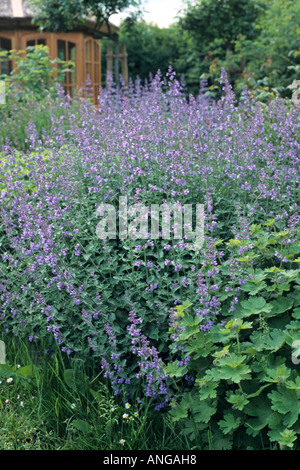 Nepitella (nepeta x faassenii) Foto Stock