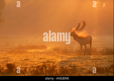 Daini Cervus dama buck fotografato nella nebbia all'alba nella campagna del Cheshire, Regno Unito Foto Stock
