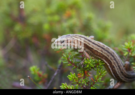 Lucertola comune Lacerta vivipara su heather in derbyshires Peak District Foto Stock