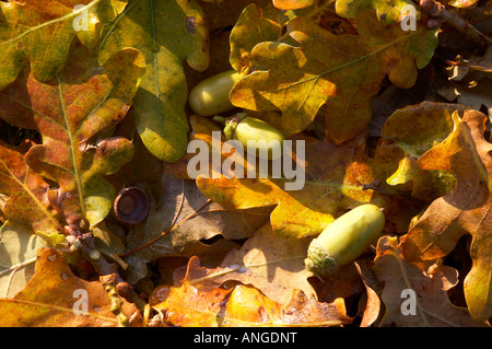 Foglie di autunno e ghiande Foto Stock