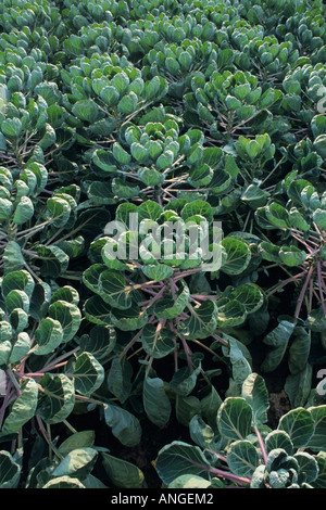 Germoglio di Bruxelles (Brassica oleracea var. gemmifera) Foto Stock