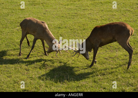 Red Deer Foto Stock