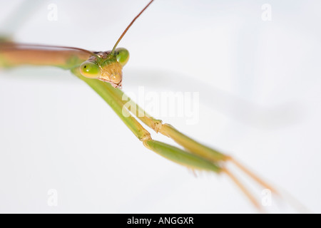 Mantide religiosa gambe testa close up Foto Stock