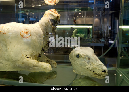 La scuola di Archeologia di perso desideri comprendere infinito e la ricerca della conoscenza dell'artista Damien Hirst Foto Stock