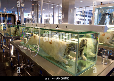 La scuola di Archeologia di perso desideri comprendere infinito e la ricerca della conoscenza dell'artista Damien Hirst Foto Stock