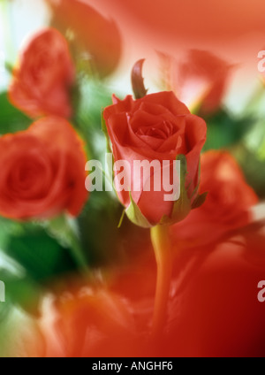Mazzo di rose rosse dolcemente diffusa in modo selettivo e focalizzato sul centro fiore. Fiori in una disposizione del fiore. Inghilterra Regno Unito Gran Bretagna Foto Stock