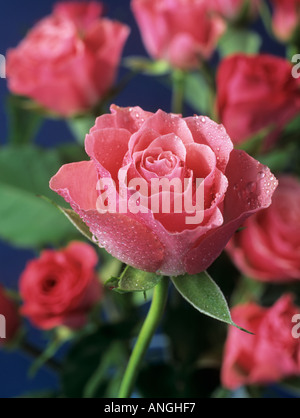 Gocce d'acqua sul mazzo di rose rosa selettivamente focalizzata sul primo piano centrale rosa contro uno sfondo scuro. Mazzo di fiori Foto Stock