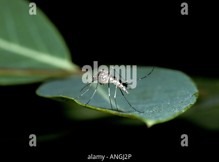 Mosquito vicino- in appoggio sulla lamina, Colorado. Foto Stock