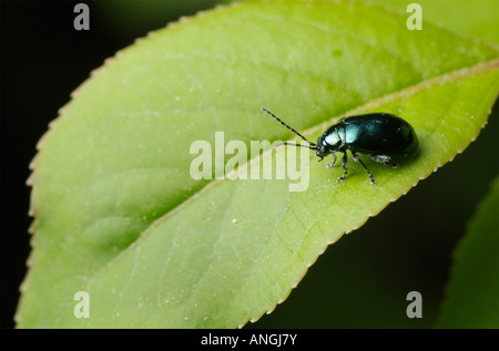 Foglia Skeletonizing beetle Altica sp su una foglia Foto Stock