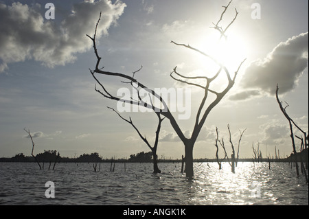 Gli alberi morti in aumento dalle acque del Brokopondo serbatoio nell'interno del Suriname. Foto Stock